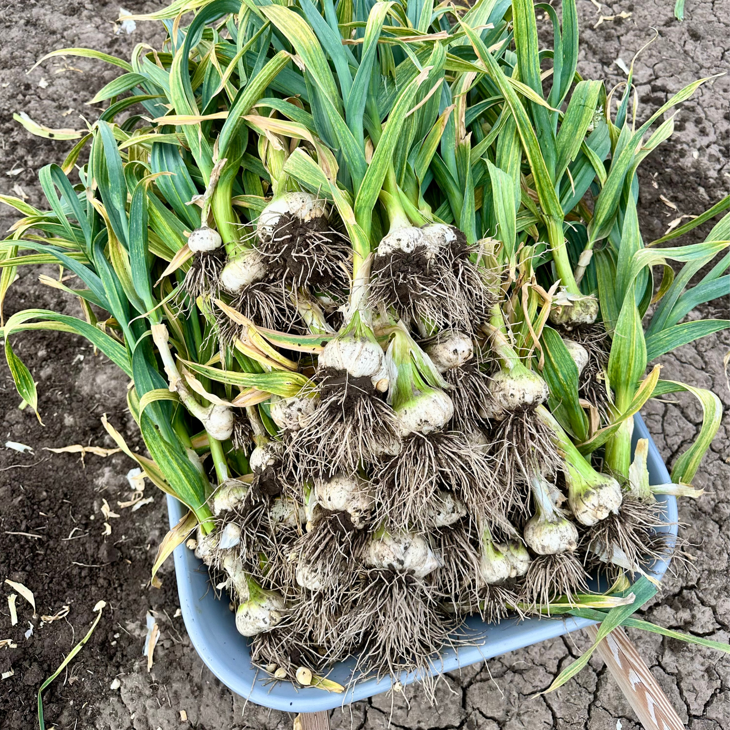 Available Soon! Elephant Garlic | Limited Specialty Variety