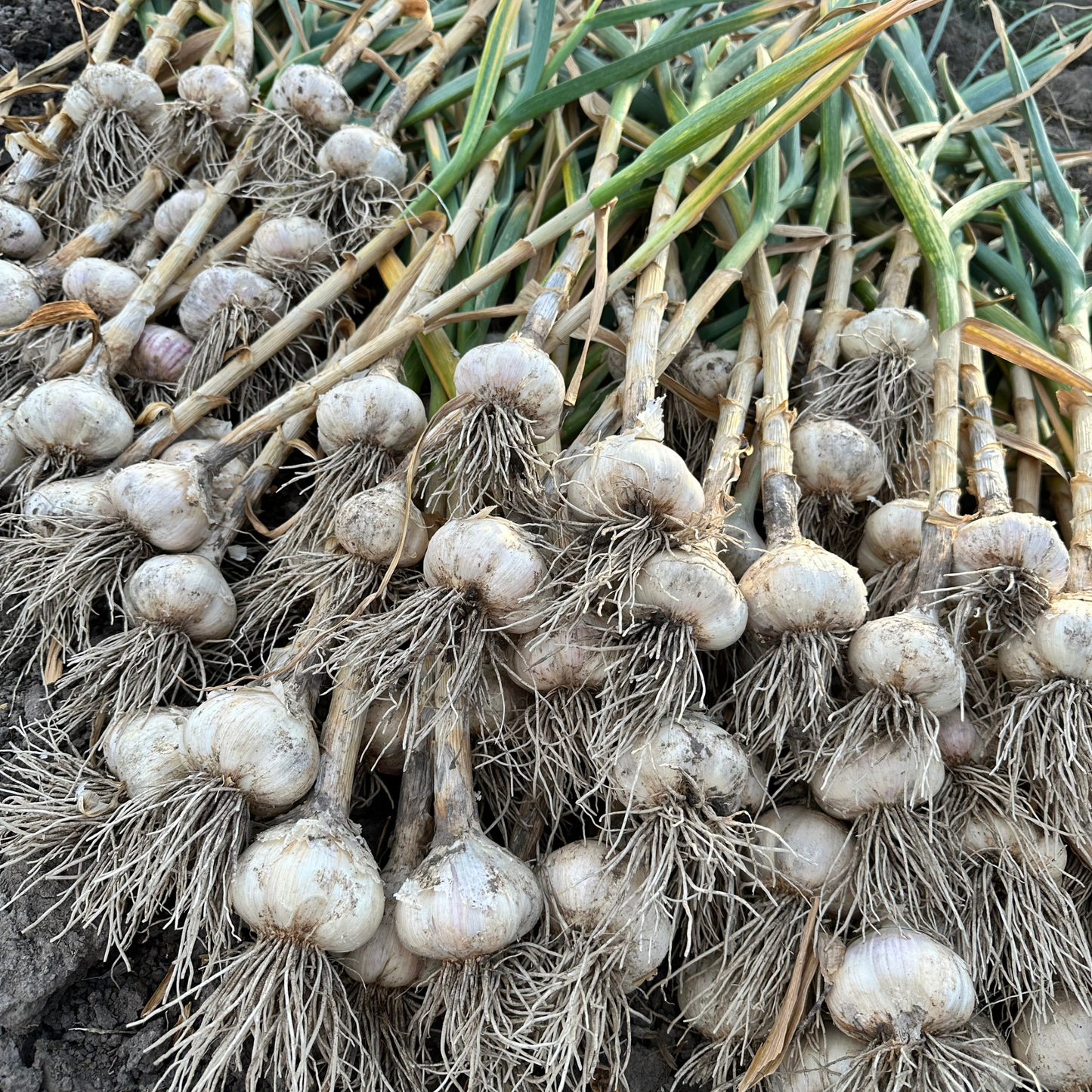 Available Soon! Music Garlic | Signature Heirloom Variety