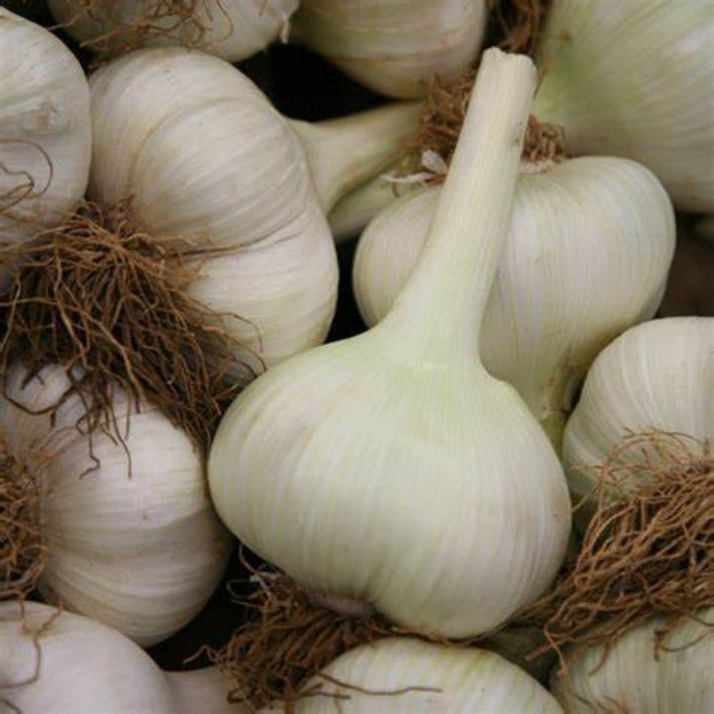 Elephant Garlic