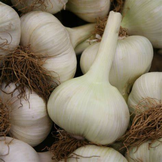 Elephant Garlic