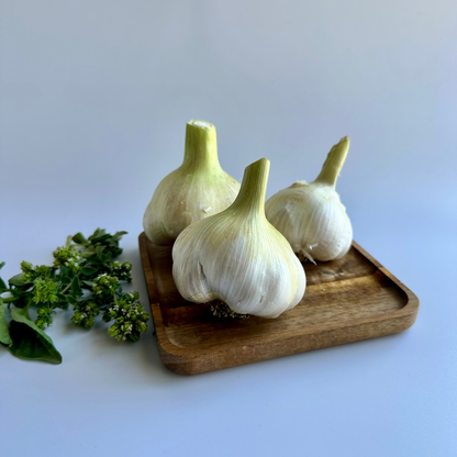Available Soon! Elephant Garlic | Limited Specialty Variety