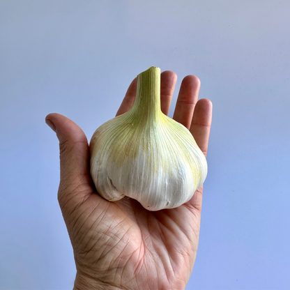 Available Soon! Elephant Garlic | Limited Specialty Variety