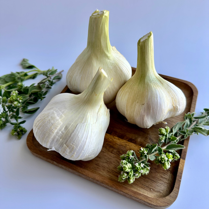 Available Soon! Elephant Garlic | Limited Specialty Variety