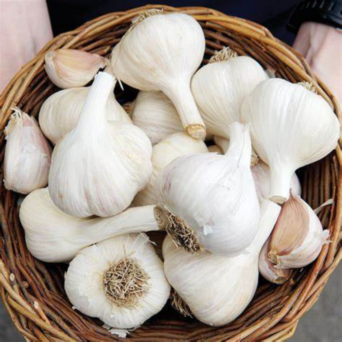 German White Garlic
