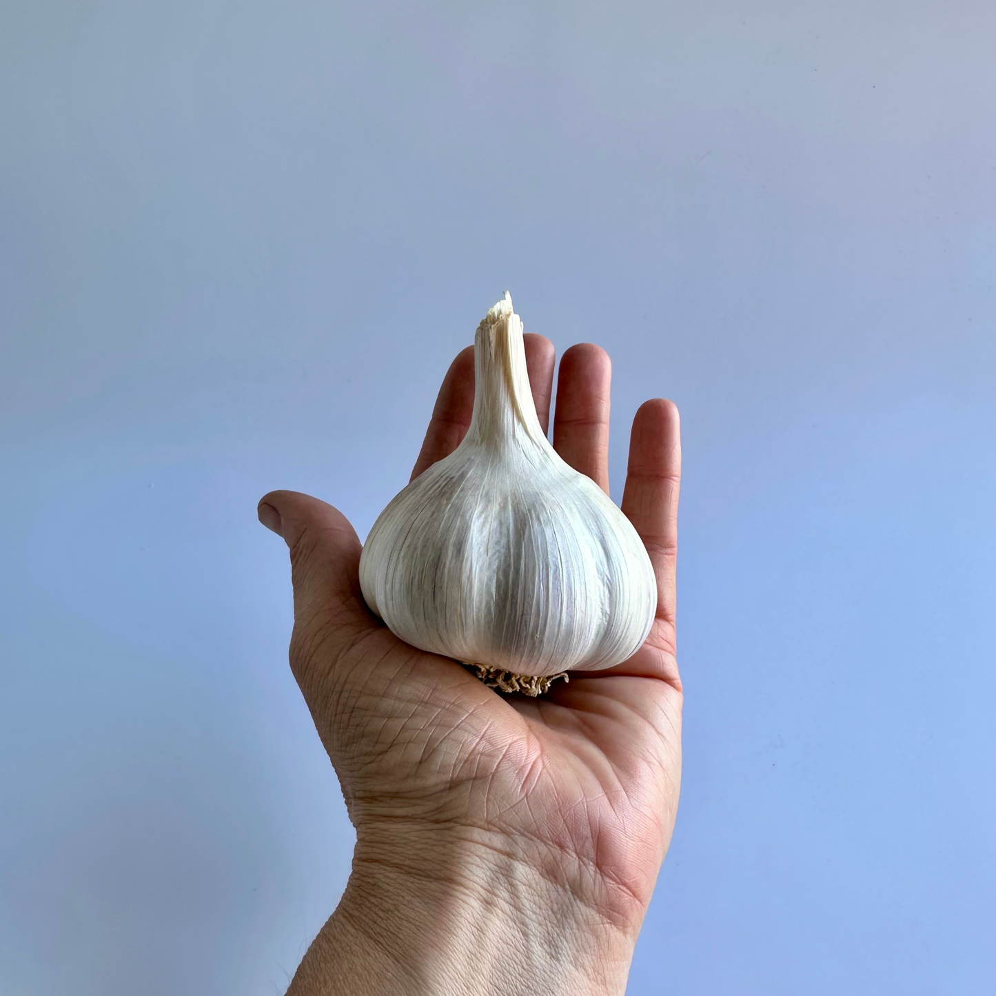 A hand holding a whole white garlic bulb against a white background.