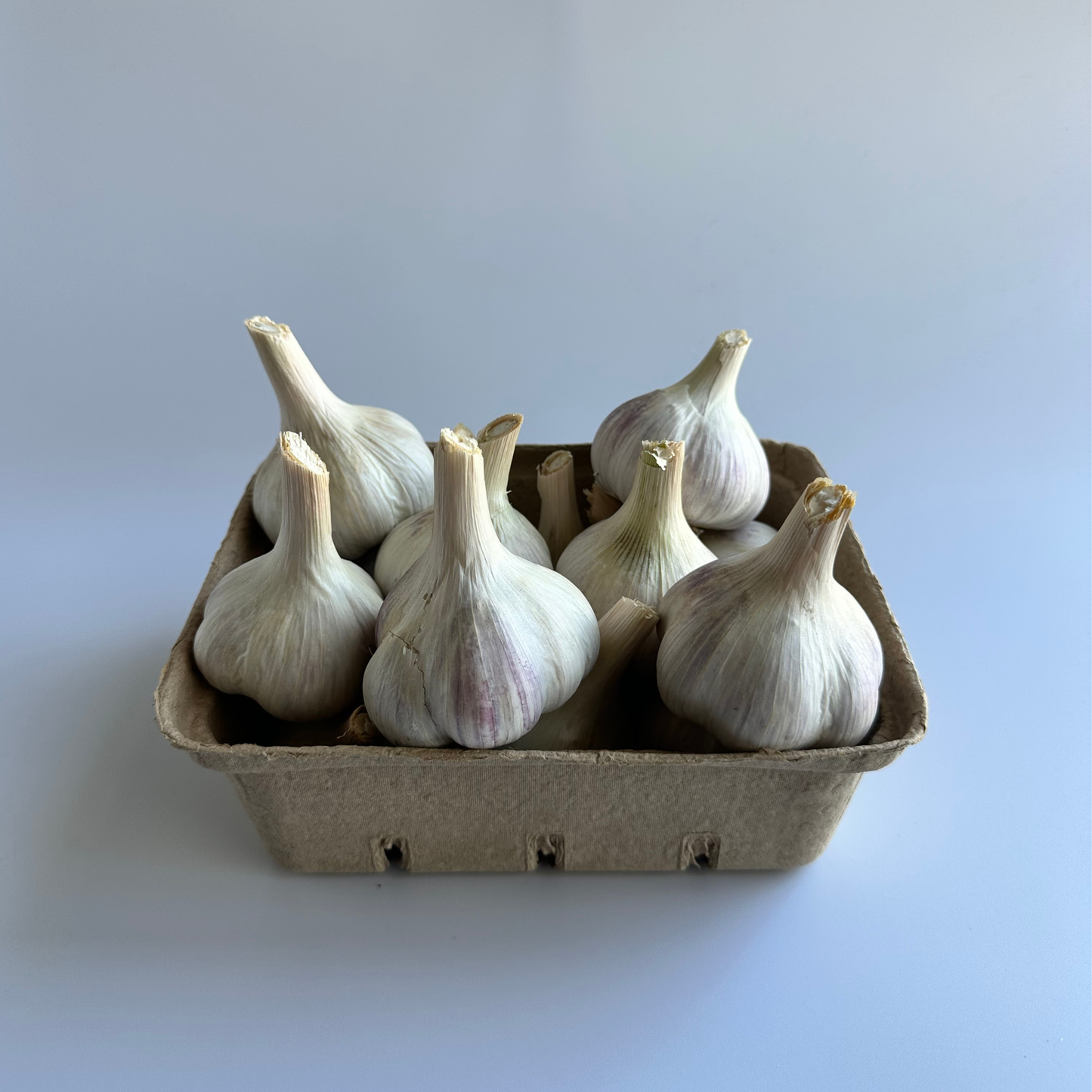 Available Soon! Music Garlic | Signature Heirloom Variety