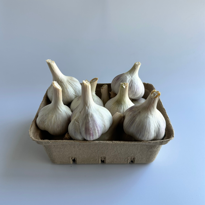 Available Soon! Music Garlic | Signature Heirloom Variety