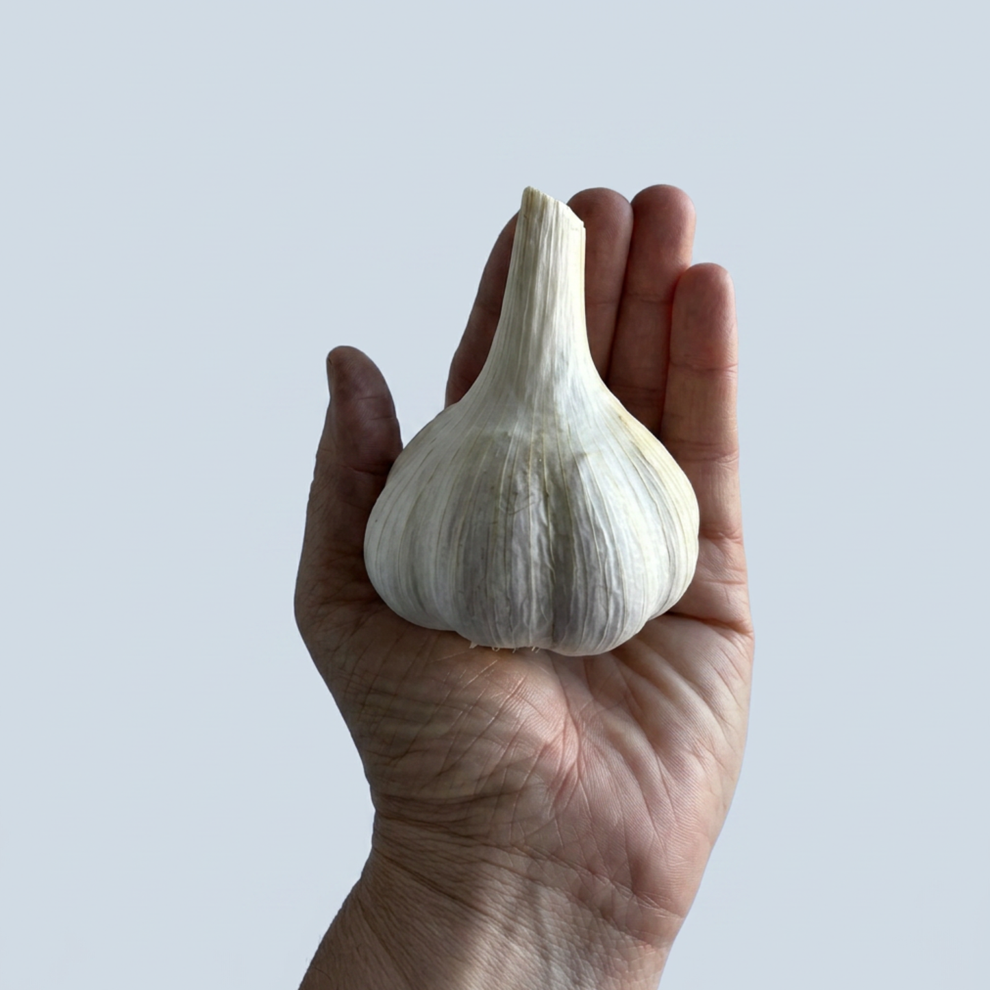 A hand holding a whole garlic bulb against a plain white background.
