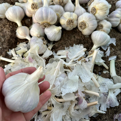 A hand holding a whole garlic bulb in the foreground, with more garlic bulbs and loose white skins scattered on dark soil in the background.