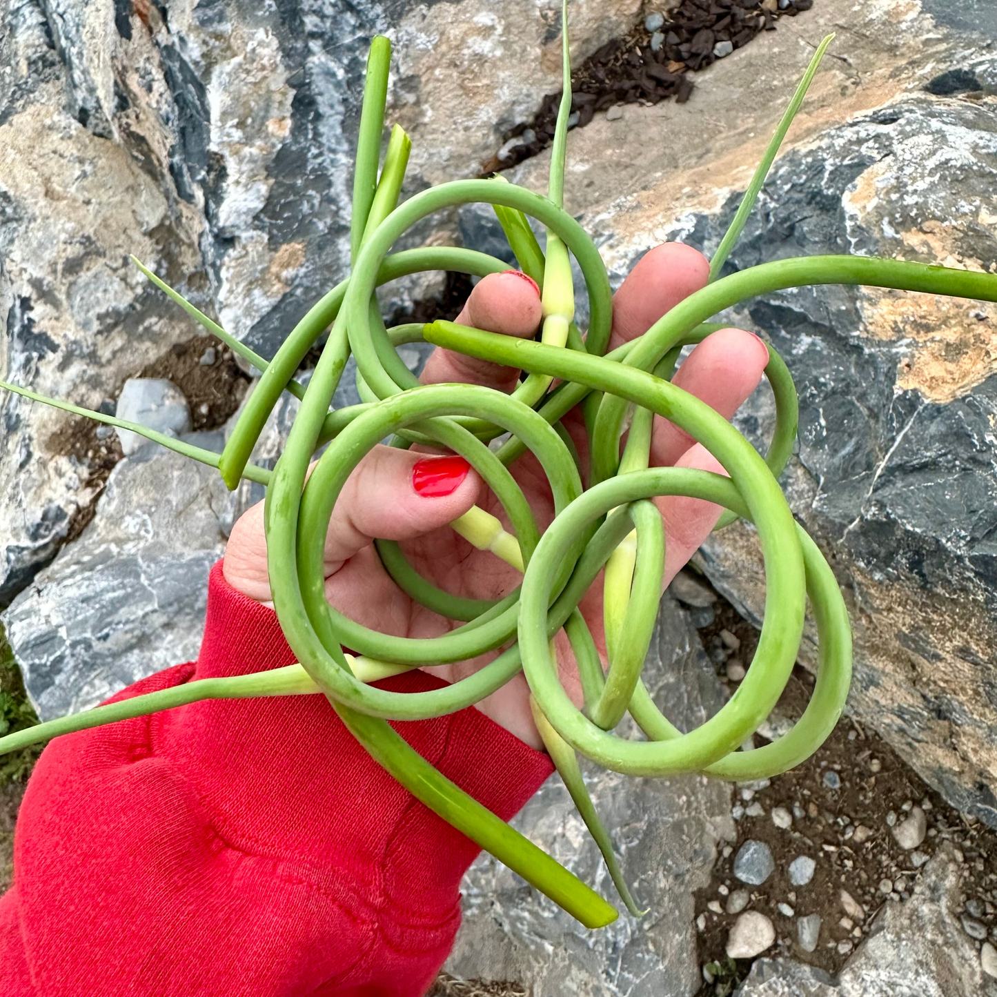 Garlic Scapes