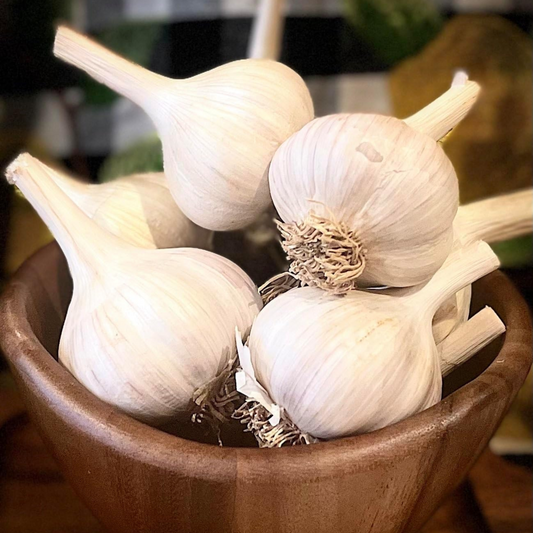 Music Garlic