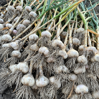 Available Soon! Music Garlic | Signature Heirloom Variety
